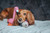 Squeaky Dog Crochet toy from Ware of the Dog. Hedgehog and Flamingo.  Squeaky Dog Crochet toy from Ware of the Dog. Hedgehog and Flamingo.