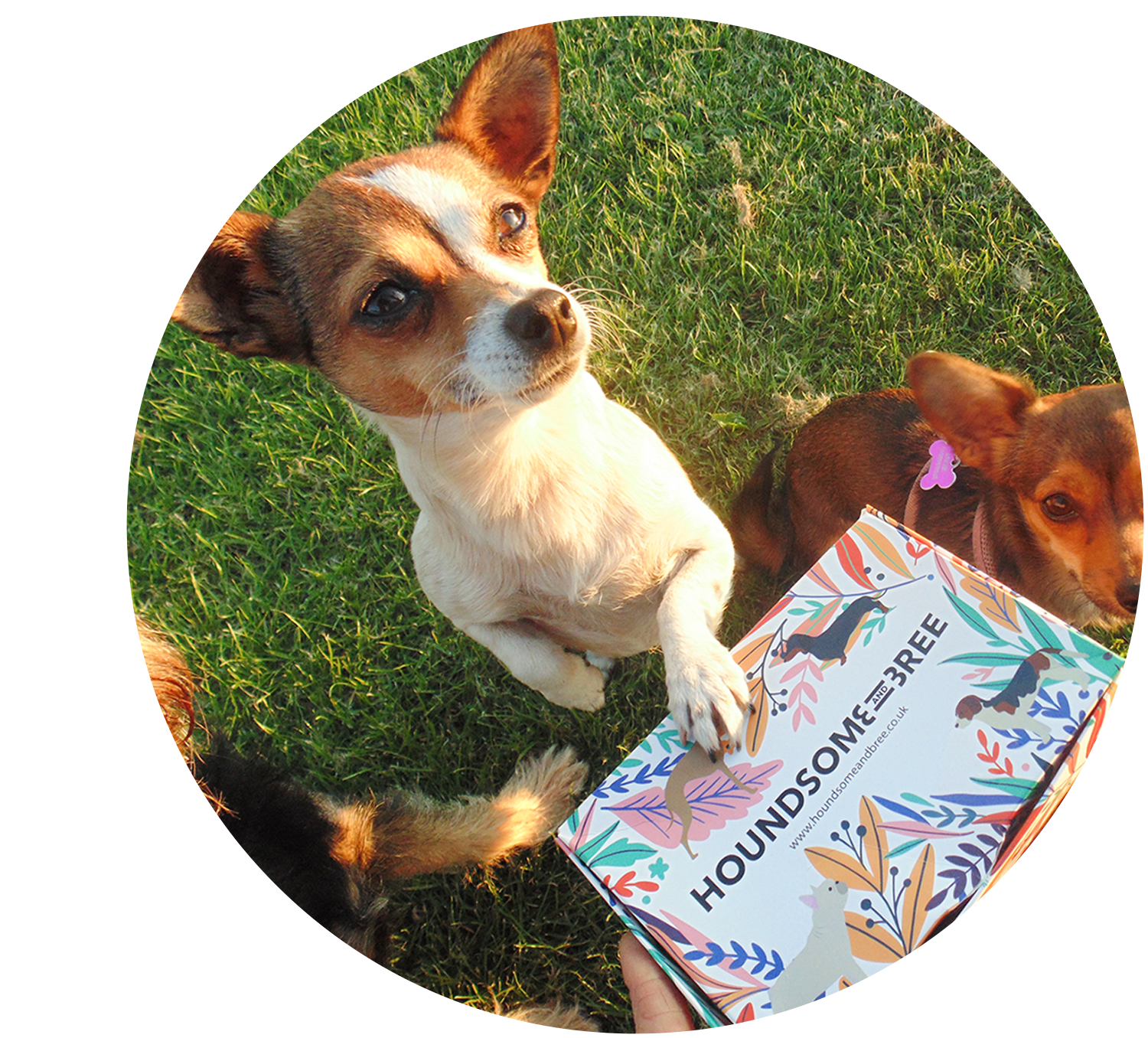 Houndsome and Bree Dog Waste Bag Subscription