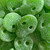 Fizzy Apple Skulls (VEGAN, GLUTEN FREE)- delicious Pick and Mix Viral Sweets Club sweets and candy