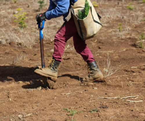 Planting