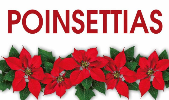 Poinsettia Banner Satin Fabric 5Ft X 3Ft
