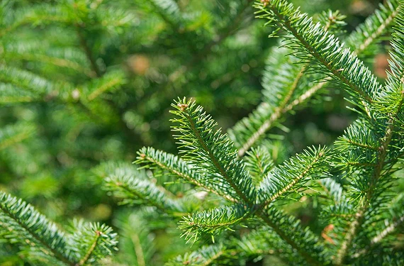 Christmas Tree Species Guide