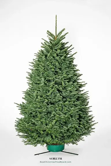 ​Noble Fir