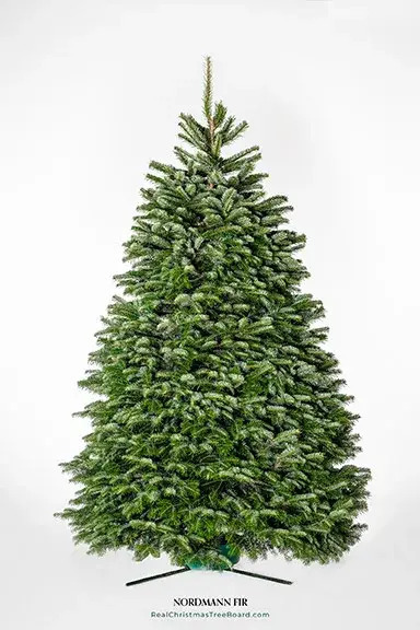  Nordmann Fir