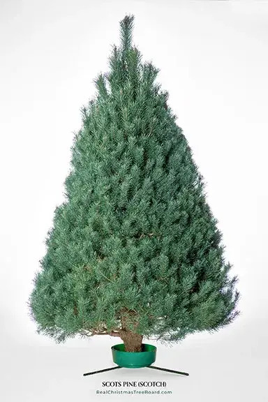 Scotch Pine