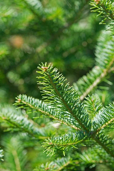 Tree Guides