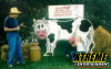 Milk the Cow Carnival Contest