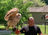 Eagle Owl