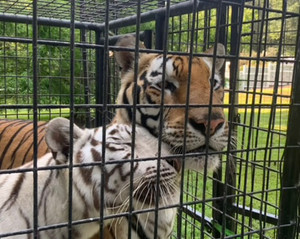 Large Exotic Animal Encounter Large Exotic Animal Encounter