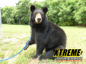 Black Bear Black Bear