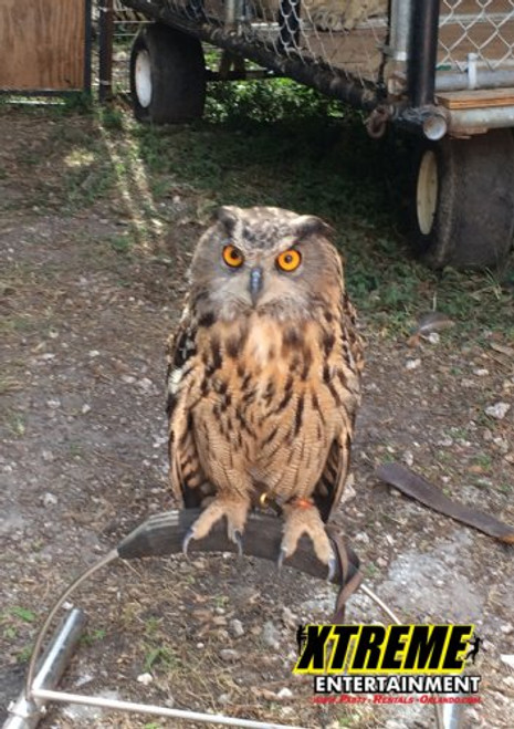 Eagle Owl