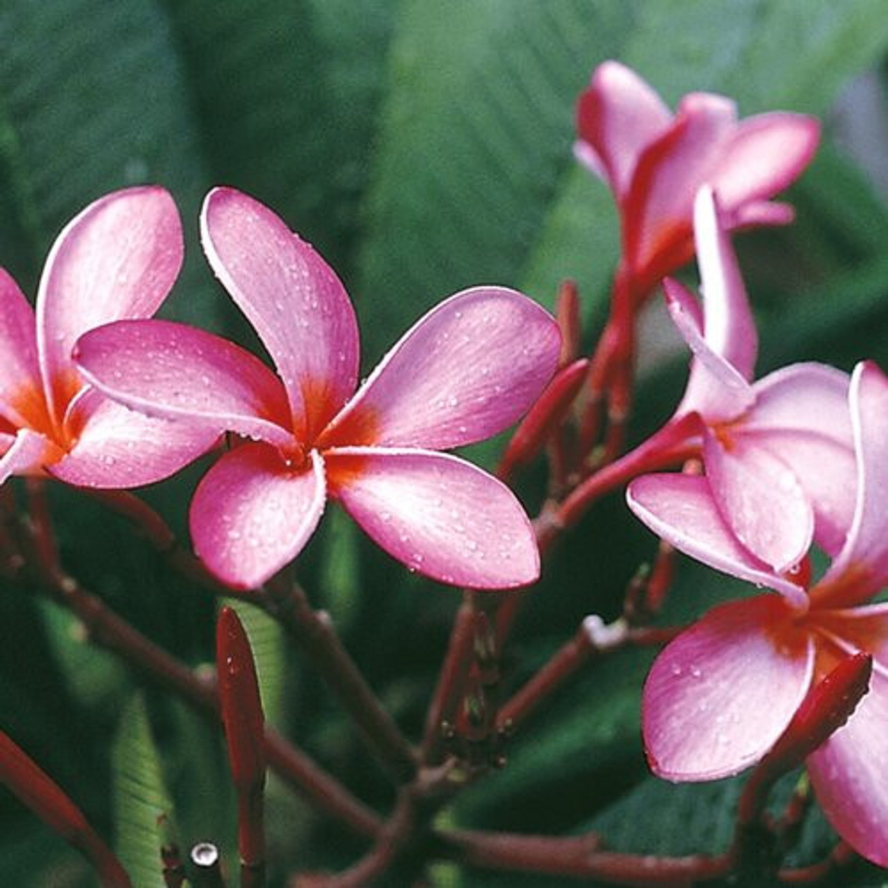 Plumeria Starter Slips: Pink