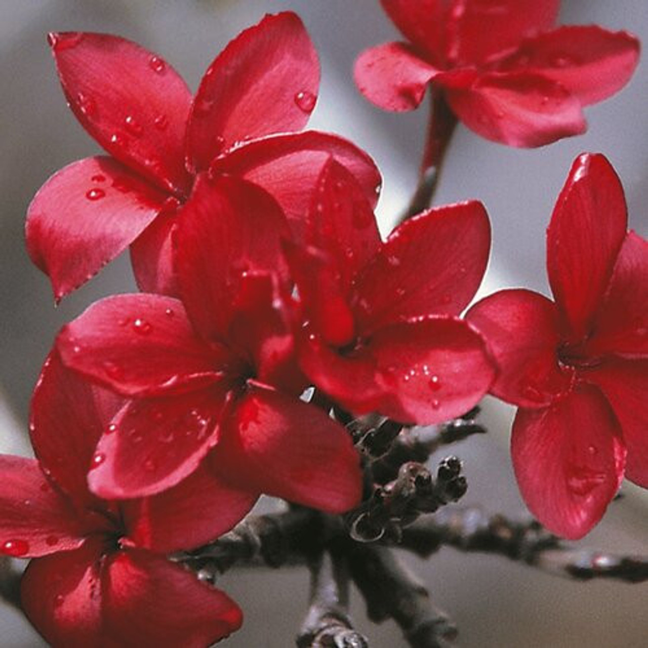 Plumeria様 image_f1f4ee67-eeab-4fa0-812c-