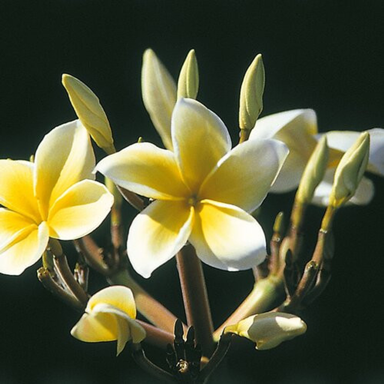 plumeria ページ Shop: Plumeria A-Z | Jungle Jacks 3/4