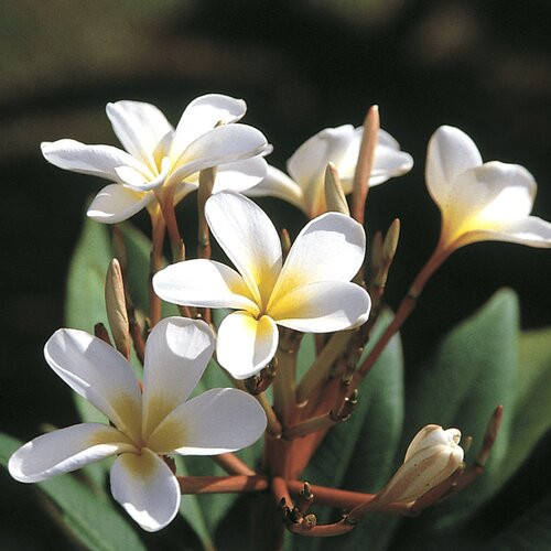 Plumeria Starter Slips in White