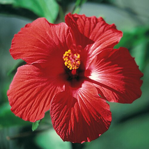 Red Hibiscus flower in full bloom