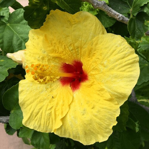 Yellow Hibiscus flower in full bloom