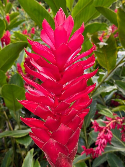 Red Ginger Flower in full bloom