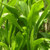 Green Ti Leaf Plant