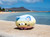 Mochi Fuwa Corocoro Plush: Hawaii  Plumeria Cat
Front profile