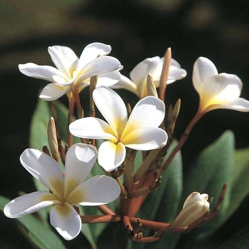 Plumeria Starter Slips: White