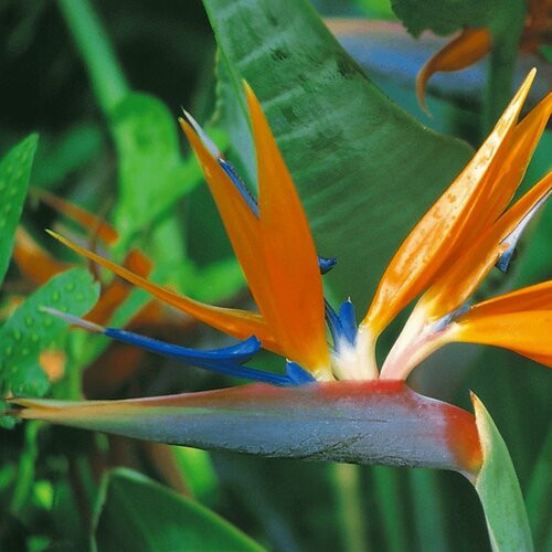 Bird of Paradise - Seeds