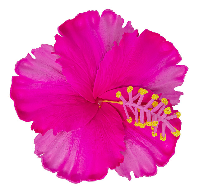 Hibiscus Hair Clip: Pink