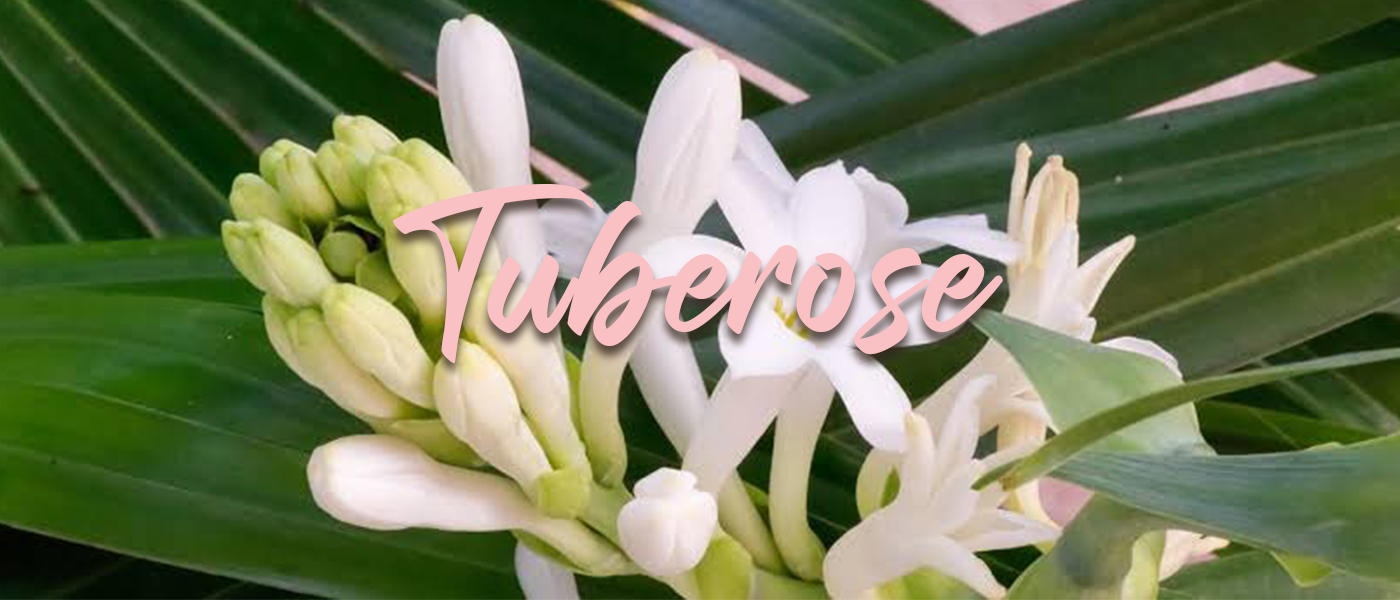 Tuberose Fragrances