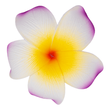 サンプル品❁フリフリスカッツ イエローフラワー×ボア 100size 15955-OluOlu-PlumeriaClip-