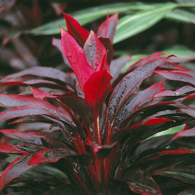 monarda fireball plant Fireball Hybrid Bee Balm, Monarda Fireball main image 0