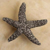 Anne at Home, Starfish Medium Knob