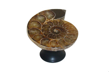 Gemstone Hardware, Ammonite Fossil, 2" Cabinet Knob, Matte Black