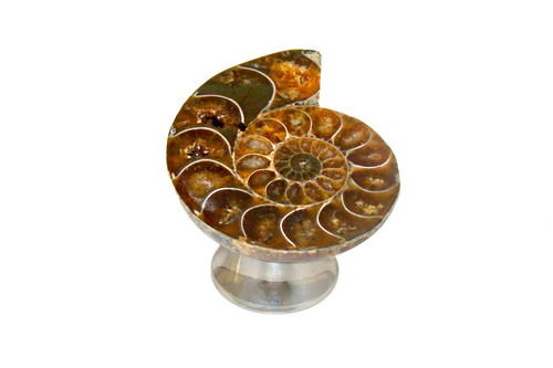 Gemstone Hardware, Ammonite Fossil, 2" Cabinet Knob, Polished Nickel