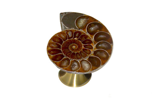Gemstone Hardware, Ammonite Fossil, 2" Cabinet Knob, Satin Brass