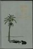 Wells and Palm Trees by Charles F. Aked