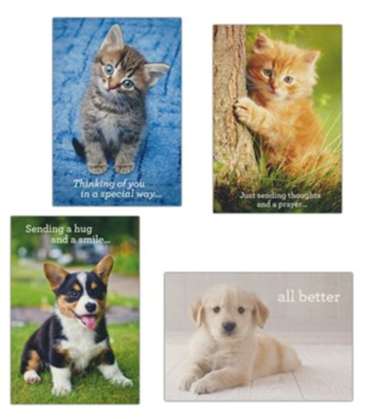 Get Well: Whiskers and Paws (Boxed Cards) 12-Pack