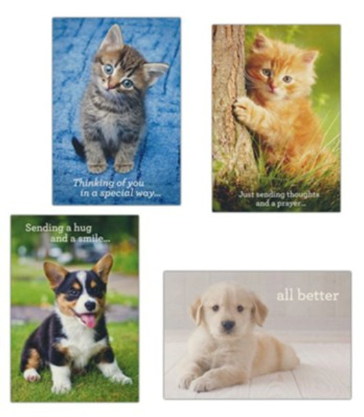 Get Well: Whiskers and Paws (Boxed Cards) 12-Pack