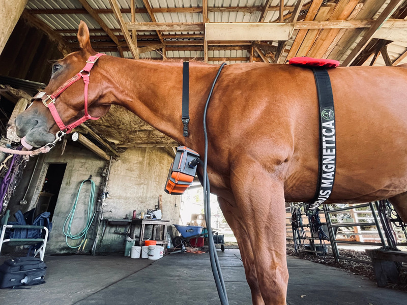 Equine Poll Straps for HERO PEMF