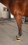 Applied to Front Feet Applied to Front Feet