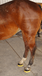 Applied to Hind Feet Applied to Hind Feet
