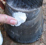 Artimud used on coronary band Artimud used on coronary band