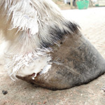Honey Heel used on hoof wound Honey Heel used on hoof wound