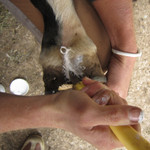 Hoof Stuff being applied to central sulcus Hoof Stuff being applied to central sulcus