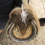 Hoof Stuff used in central sulcus Hoof Stuff used in central sulcus