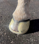 EasyShoe SPEED - Horseshoes EasyShoe SPEED - Horseshoes