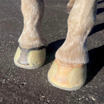 EasyShoe SPEED - Horseshoes EasyShoe SPEED - Horseshoes