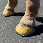 EasyShoe ULTRA Triple D Glue-on Horseshoes