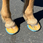 EasyShoe ULTRA Triple D Glue-on Horseshoes