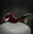 Ser Jacopo Pipes - Smooth Horn