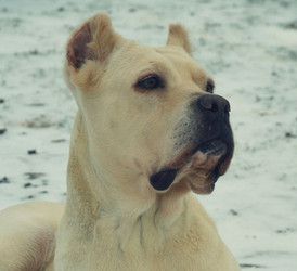 Dear Juno, I Miss You Dear Juno, I Miss You